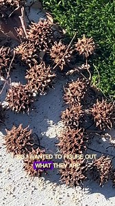 16 reactions · 4 comments | The sweet ✨gum✨ tree, also known as...