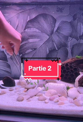 Partie 2 du 100L : Aquariophilie et Poissons