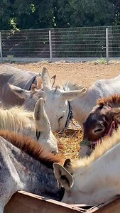 🎞️ 📽️ Seeing our rescued donkeys in Israel eating happily together is truly heart-warming. Many were abandoned, abused, sick, or injured & now they’re thriving in their safe sanctuary home. Thank you for supporting our charity — you’ve made this possible just as they deserve 🫶🙏 | Safe Haven for Donkeys