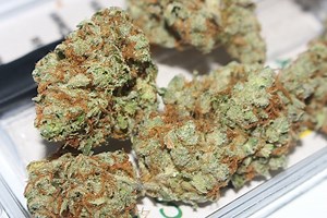 Marijuana Comparison: Medical vs Recreational Potency - Medical Marijuana Blog