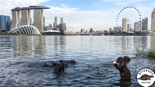 27K views · 794 reactions | Welcome to Singapore - the Otter City!  | Ottercity | Facebook