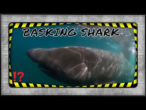 LARGEST FISH BABIES! Basking Shark