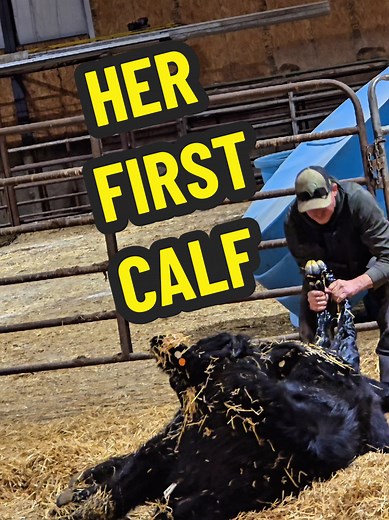 Helping a Cow Deliver Her First Calf: A Guide