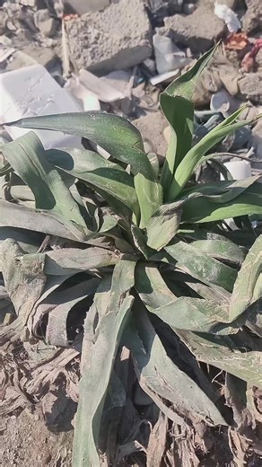 #CaptureRamadanSpark #algeria #لشعب_الصيني_ماله_حل😂😂 #fyp_ #الامام_علي_بن_أبي_طالب_؏💙🔥 #في هذا اليوم