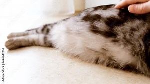 The hand strokes the cat's belly close-up. Stroking a cat. Cat care.