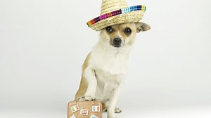 Le chihuahua dans tous ses états : d'où vient cette race de chien extrêmement populaire chez nous ? - RTBF Actus