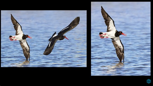 Can Modern Supertelephoto Zoom Lenses Replace Expensive Primes? | Fstoppers