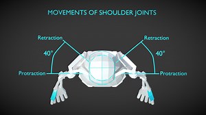 Shoulder Movement Animation - 3D model by chummy-island
