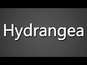 How to Pronounce Hydrangea