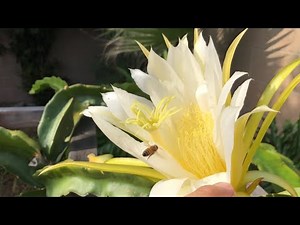 Why Hand Pollinate Dragon Fruit Flowers