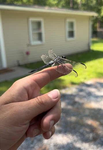 How to train a Dragonfly! You wouldn’t believe it if I didn’t record it! #training #insects #dragonfly #listenup