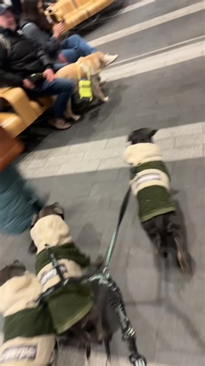 MANSBESTFRIENDFORLIFE (@mansbestfriendforlife)’s videos with original sound - MANSBESTFRIENDFORLIFE