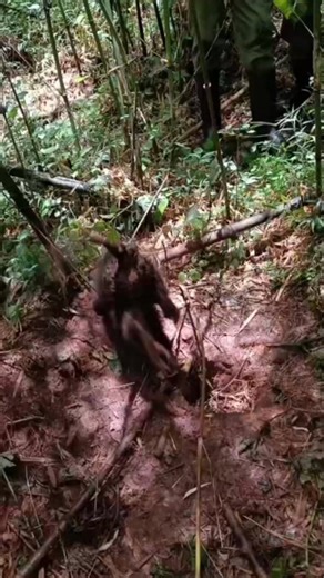 Mara Elephant Project rangers experienced a first while recently on patrol in the Mau Forest; a monkey trapped in a wire snare. MEP’s ‘Alpha’ ranger team removes the most snares of any team operating at MEP and it’s rare for them to find live animals when they discover and remove snares, which are used for bushmeat poaching. Working alongside @KWSKenya and @KeForestService rangers, the team carefully cut the snare to free the monkey, but dangerous wire remained tightly wrapped around a hand. So,
