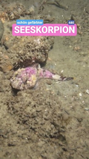 Seeskorpion #tauchen #taucher #unterwasser #skorpion #meer #see #ostsee #fische #fun #seeskorpion