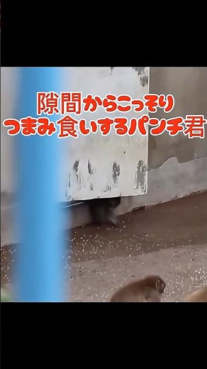 #Punch #がんばれパンチ #monkey #パンチくん #市川市動植物園 #babymonkey #パンチ君 #animals