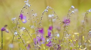 Myosotis close up. In the northern hemisphere they are colloquially denominated forget-me-nots or Scorpion grasses.
