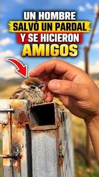 Por primera vez un humano hizo amigo de los gorriones. #shorts #educación #datoscurisos #animales