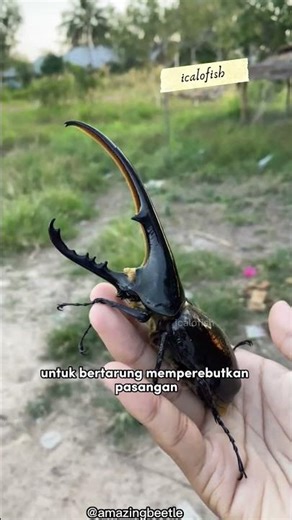 Hercules Beetle, the Horned Giant of the Rainforest