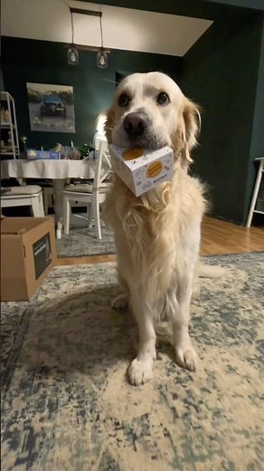 🎄🐶 Dog Advent Calendar Day 8: Pluto Smells the Treats Before Seeing Them!