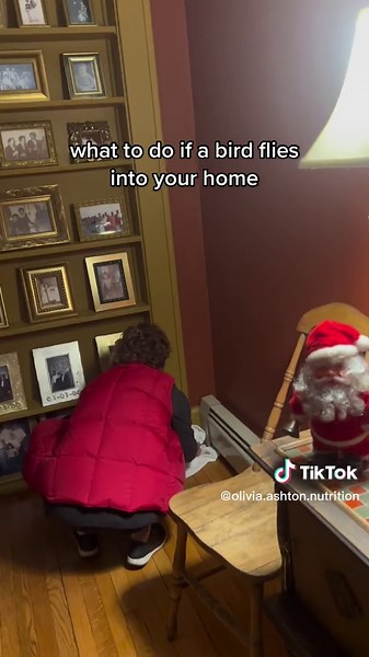Bird Caught Inside House - Tips to Safely Remove Birds Inside Your Home