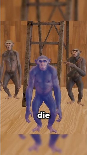 The monkey and ladder experiment 😳#secret #story #monkey