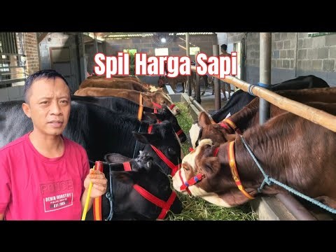 Review of cattle prices. Can be sent to West Java, Central Java, East Java at Haji Rudi Cattle Wh...
