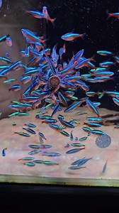 4.9K views · 99 reactions | Cardinal Tetra  Post your cardinal tanks below﫡 | Pier Aquatics | Facebook