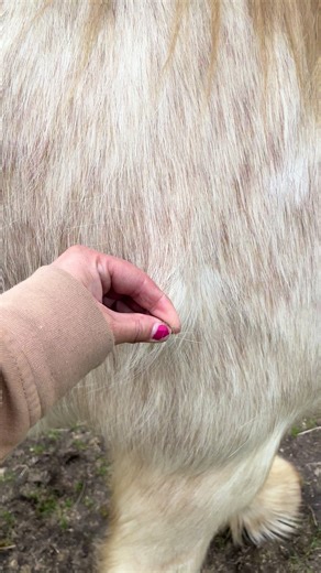 The Adorable Floofy Pony: Shedding Season Insights