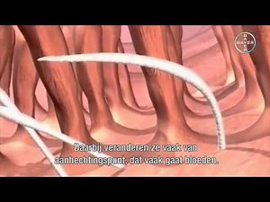 Hookworms in Cats | Pharmacy4pets.com