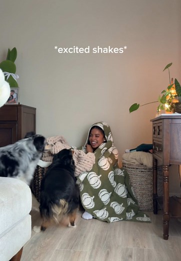 Indoor Enrichment Activities for Dogs on a Rainy Day