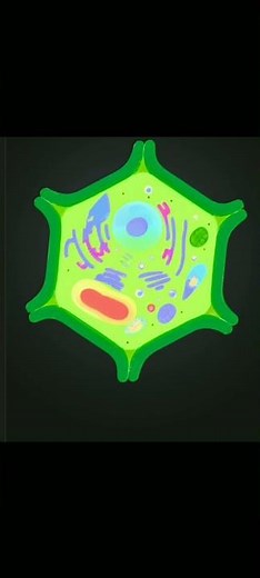 Diagram of the plant cell / 3D animation diagram #plant cell#biology #plant cell #chloroplast