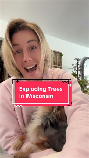 Why Are Trees Exploding in Wisconsin?