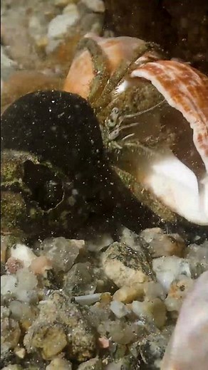 Hermit changing shells