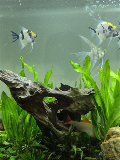 JeR (@jerryhur)’s videos with Tatta-tara-tah! - Zyranetta