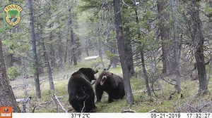 Idaho Fish and Game trail cameras captured I-N-C-R-E-D-I-B-L-E (and might we say adorable) video of a grizzly 🐻 and her two cubs in the Island Park area in eastern Idaho. The cameras also captured two separate bears getting feisty with each other! 😲😲 (Video courtesy Idaho Fish and Game) | CBS 2 Boise