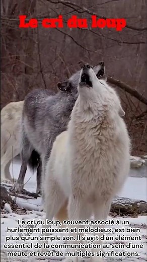Le cri du loup : bien plus qu'un simple hurlement