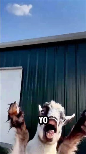 imagine if humans had this 😳‼️