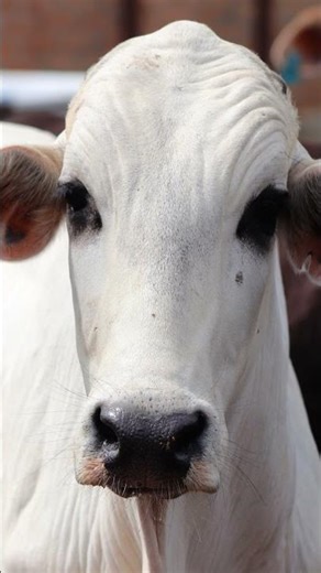 The Bizarre World of Cow Breeds