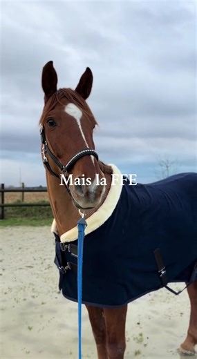 All About Horse Riding and Equestrian Sports