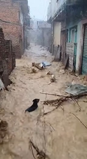 47K views · 1.5K reactions | Dogs Seek Safety in Heavily Flooded Industrial Zone | Alone Story | Facebook