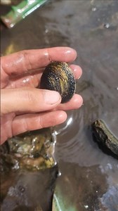 How to find scallops 🐚🐚#fishing #fyp #Crab