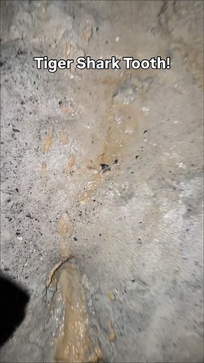 6.3K views · 227 reactions | Big Green Tiger Shark Tooth fossil found...