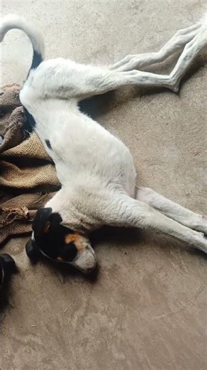 ultimate nap master: the sleeping dog🐶😴! #sleepypaws