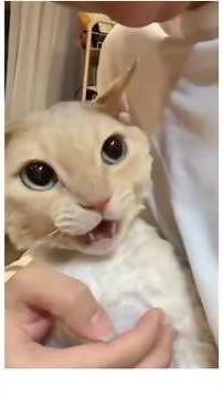 Angry Cats Being Cute | Funniest Cat Chaos & Dogs with Babies!