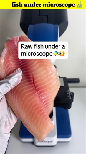 मांस under the microscope 😱 #shorts​ #science​ #facts​ #amazingfacts​ #1million​ #zoom​