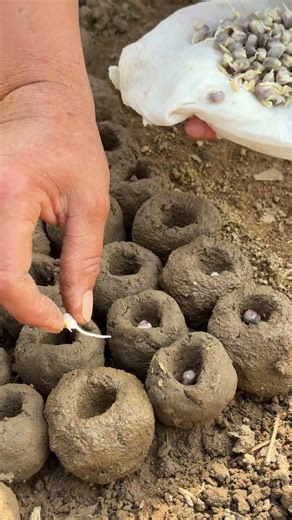 持続可能な農業！生分解性の育苗トレイ