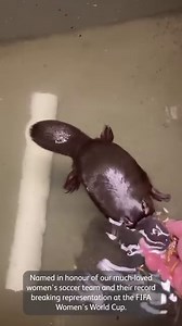 Introducing the newest member to the Taronga family – Matilda 💛💚 Named in honour of our incredible women’s soccer team the CommBank Matildas and their record breaking representation at the FIFA Women's World Cup🏆 Thank you for uniting and inspiring a nation. And thank you to our incredible team of experts here at Taronga who gave around the clock care to ensure Tilly went from strength to strength. Stay tuned to follow along Tilly’s journey as we announce her public debut in the coming months