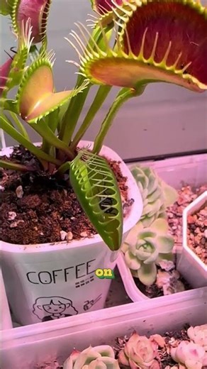VENUS FLYTRAP CATCHES ITS FIRST FLY! LIGHTNING FAST TRAP CLOSURE 😱