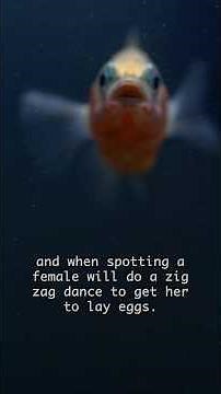 Everybody loves a three spined stickleback #stickleback #fish #science #nature
