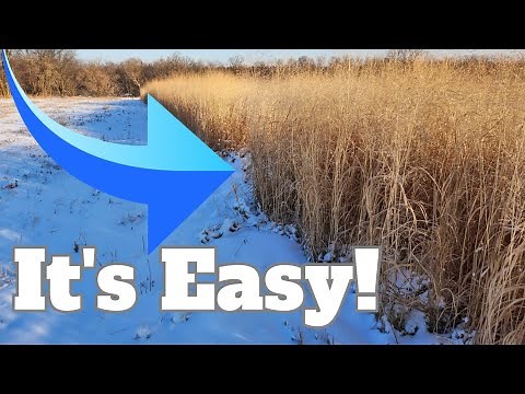 Everything You Need to Know About Frost Seeding Switchgrass